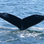 CMS_humpback_tail
